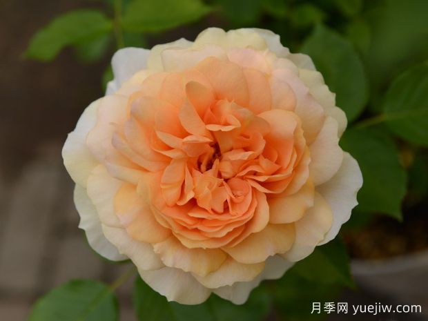 闪亮精灵月季/美丽肌肤(图1) 闪亮精灵月季/美丽肌肤(图1)