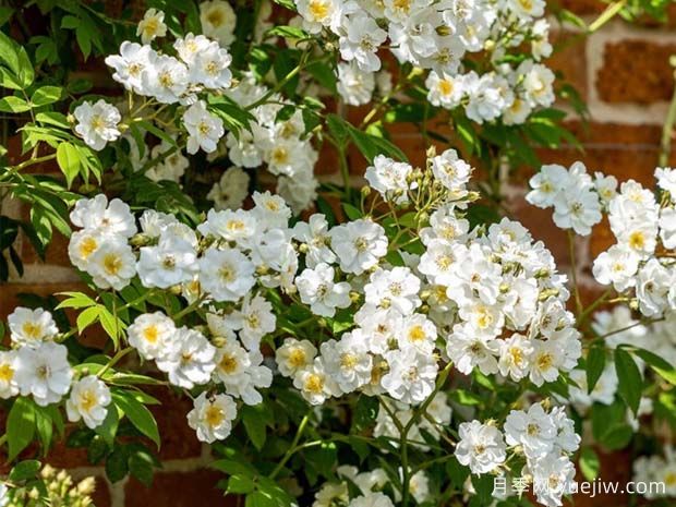 蔓延校长月季/校长月季(图3)