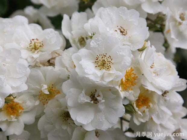 蔓延校长月季/校长月季(图4)