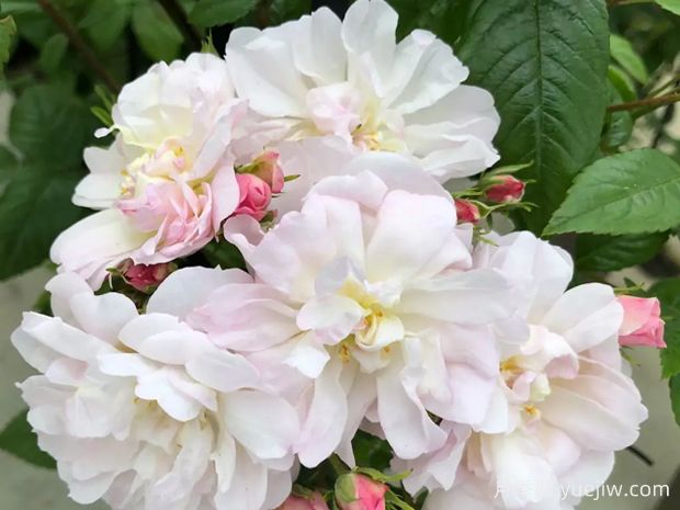 甜蜜剪影月季(图1)