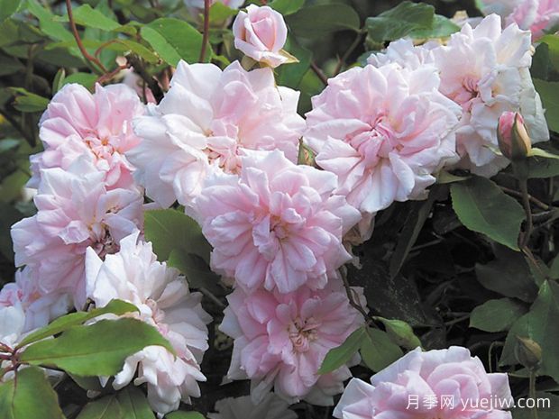 塞西尔布伦纳月季/塞西尔布吕耐(图2)