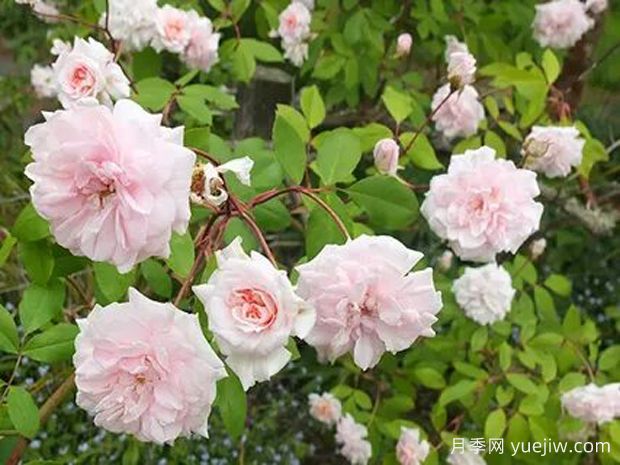 塞西尔布伦纳月季/塞西尔布吕耐(图3)