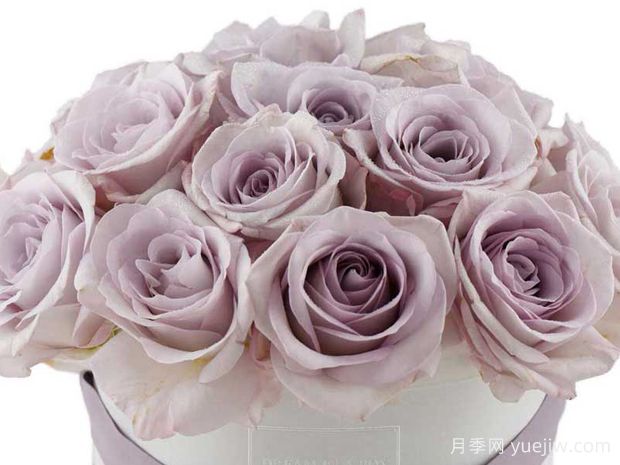 赏金之路月季/紫色布蒂(图3)