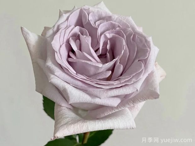 赏金之路月季/紫色布蒂(图4)