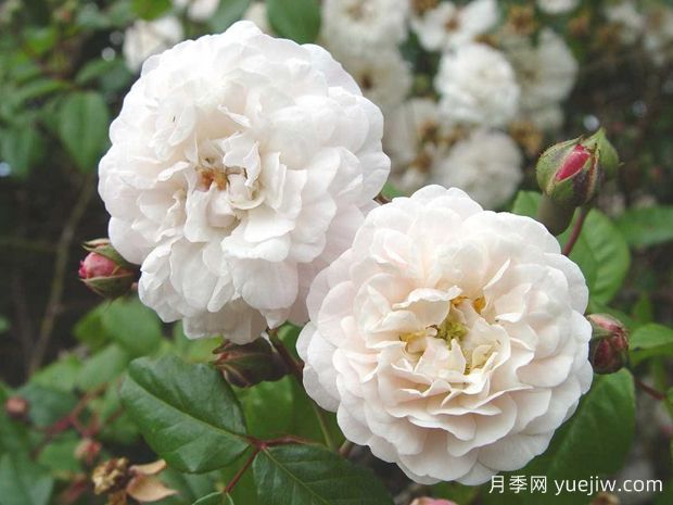 永恒的快乐月季/菲利斯黛佩彼特/幸福与永恒/七姐妹(图4)