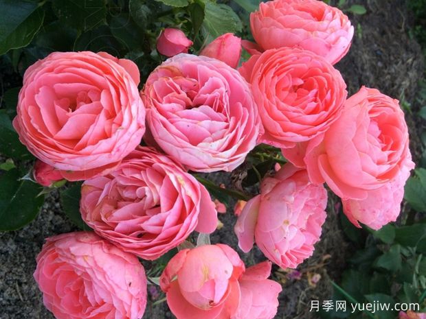 圣皮尔斯月季(图1)