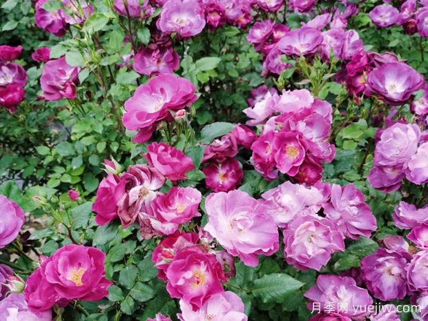 山鹰之眼月季(图2)