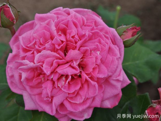 我的小白菜月季(图1)