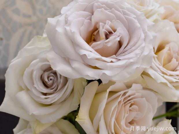 乌龙伯爵茶月季(图2)