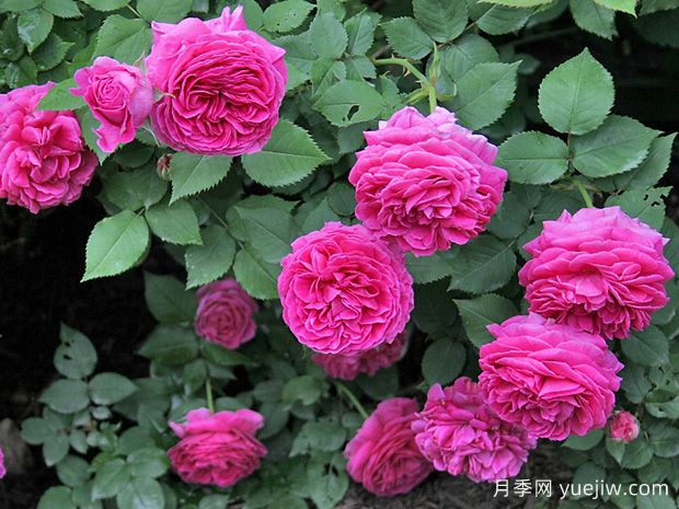 伊萨佩雷夫人月季/艾萨克太太(图1) 伊萨佩雷夫人月季/艾萨克太太(图2)