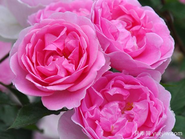 小精灵月季(图1)