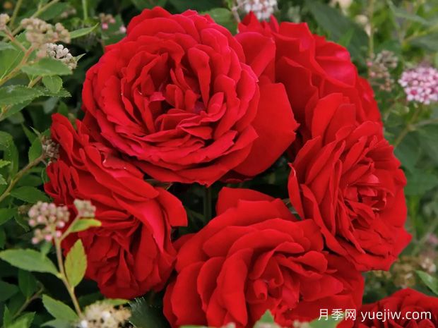 淘气精灵月季/狄尔的恶作剧(图1)