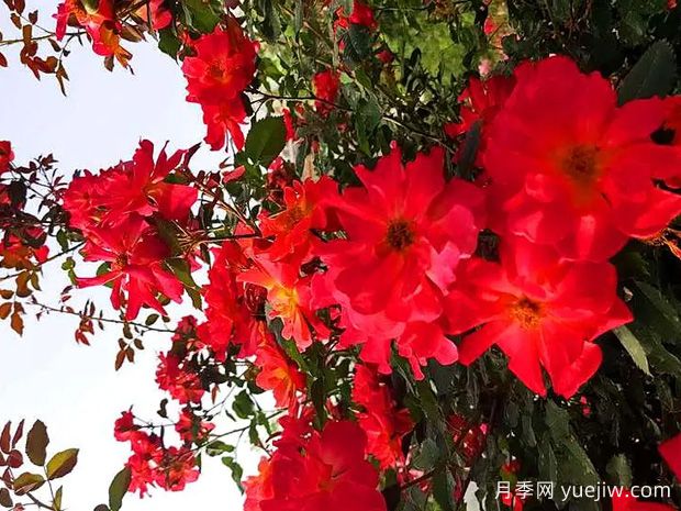 天山春色月季(图1) 天山春色月季(图1)