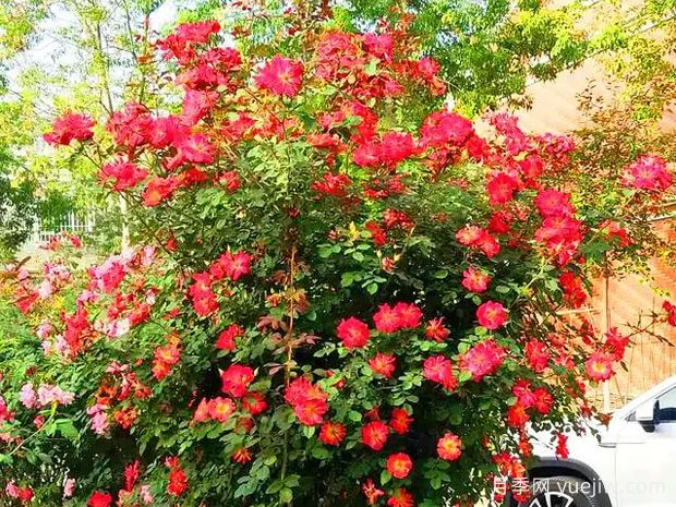 天山春色月季(图2) 天山春色月季(图2)