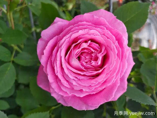 约翰莱恩夫人月季(图1)