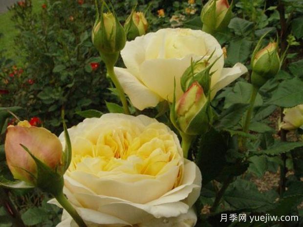 甜蜜凯瑟琳月季/金色风情(图1)