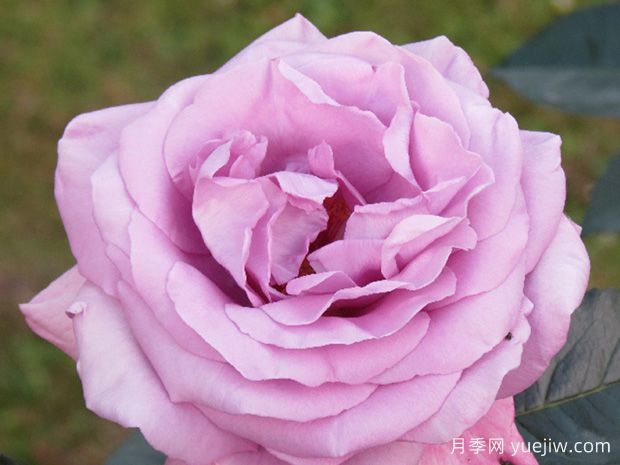 香水之吻月季(图1)