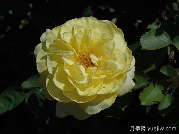 阳光漫步月季(图1)