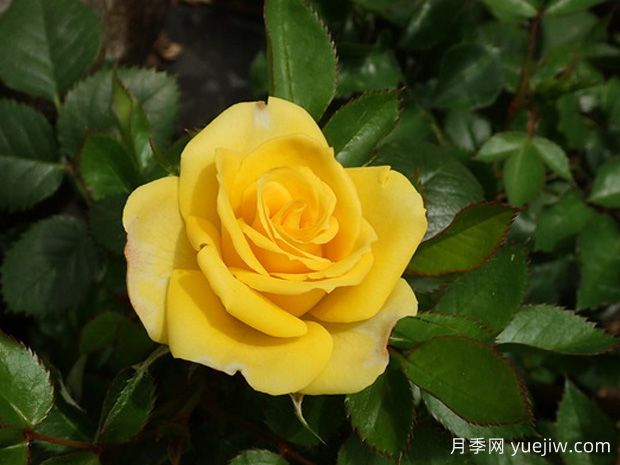 又香又美！全球最香月季10大排行榜(图10)