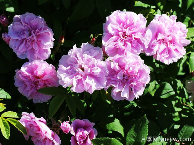 泰莉莎布基特月季/泰莱丝布涅(图2)