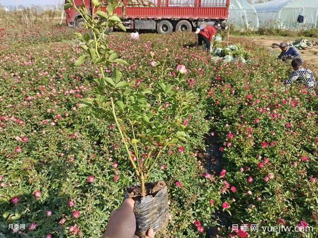 精品盆栽月季美化山东地产小区景观(图1)