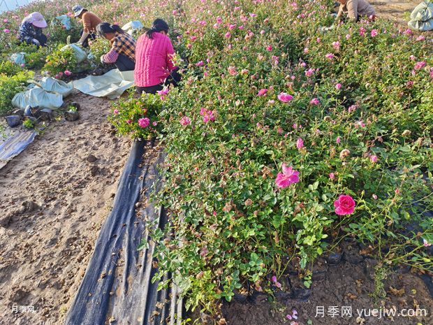 精品盆栽月季美化山东地产小区景观(图3)