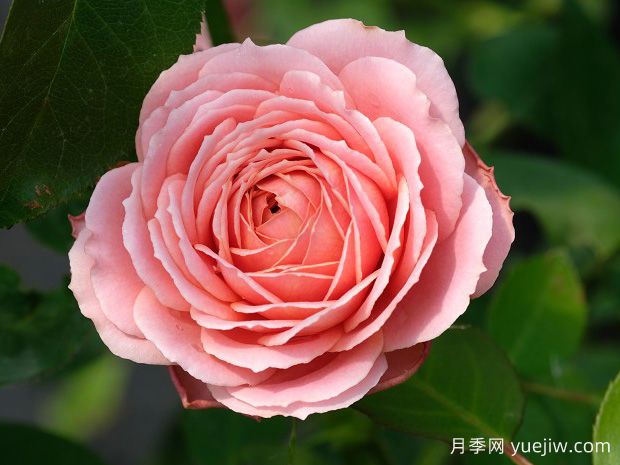 浪漫古董月季/浪漫安提克(图3)