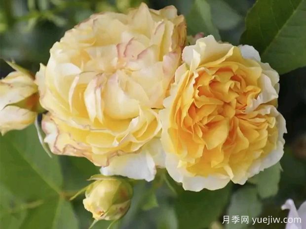 大键琴月季(图1)