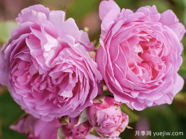路易欧迪月季/路易丝欧迪(图1)