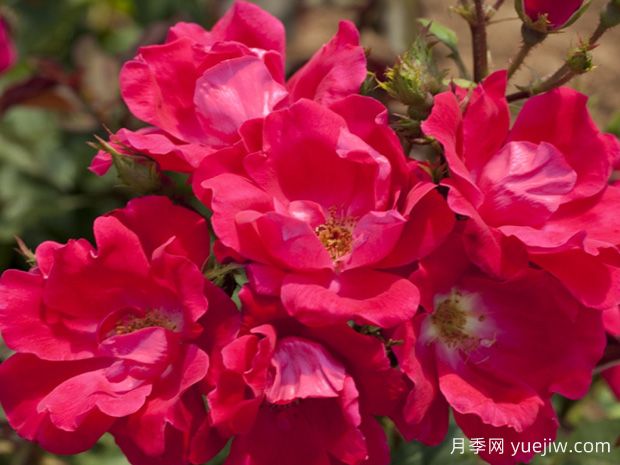 绝代佳人月季(图2) 绝代佳人月季(图2)