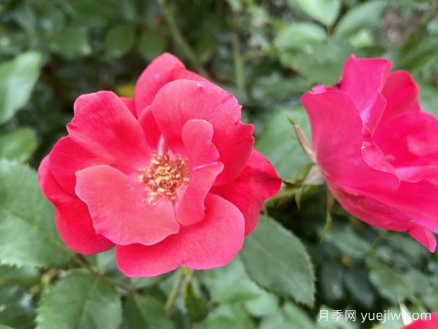 绝代佳人月季(图1) 绝代佳人月季(图1)