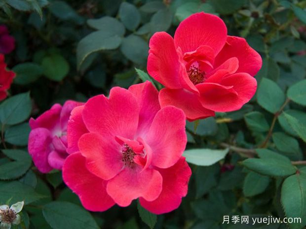 绝代佳人月季(图3) 绝代佳人月季(图3)