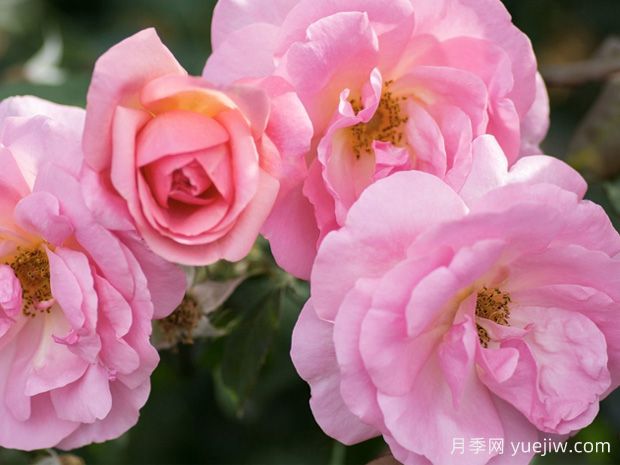 桃色绝代佳人月季/桃红绝代佳人(图1)