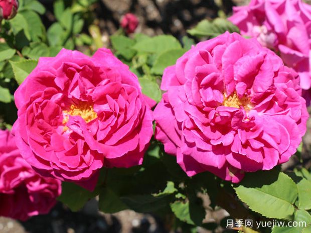 伊萨佩雷夫人月季/艾萨克太太(图1) 伊萨佩雷夫人月季/艾萨克太太(图1)