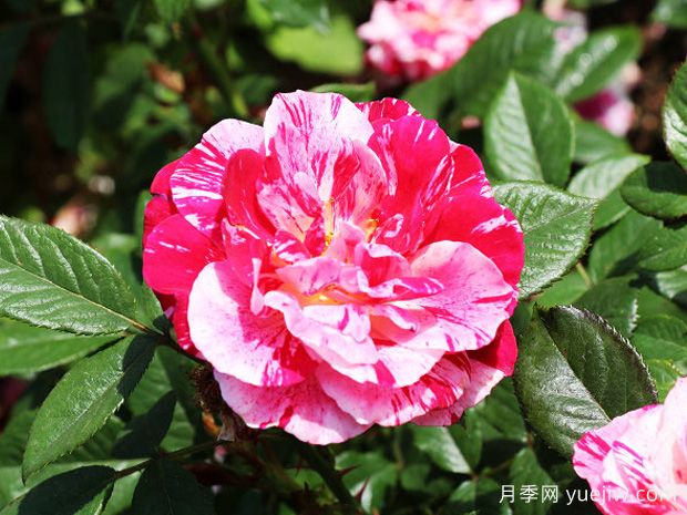 说愁月季/多愁善感月季(图2)