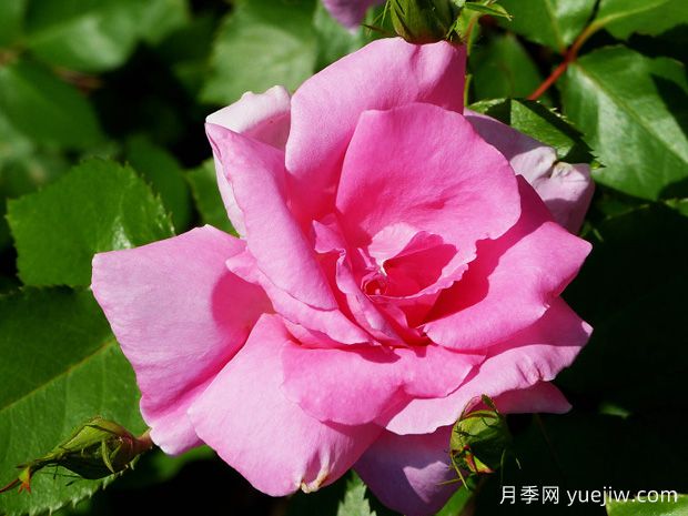 无忧美人月季/假日美景(图3)