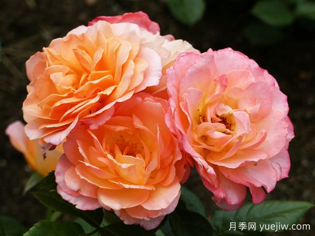 开心跳跃月季(图4)