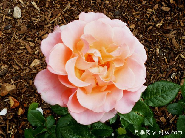 开心跳跃月季(图3)