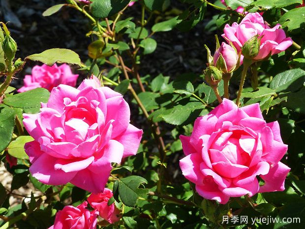 粉色重瓣绝代佳人月季(图1) 粉色重瓣绝代佳人月季(图1)