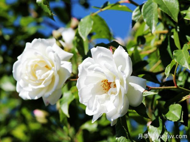 夏雪月季(图1)