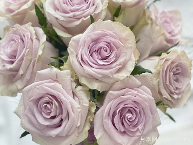 海洋之谜月季(图1) 海洋之谜月季(图1)