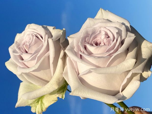 海洋之谜月季(图2) 海洋之谜月季(图2)