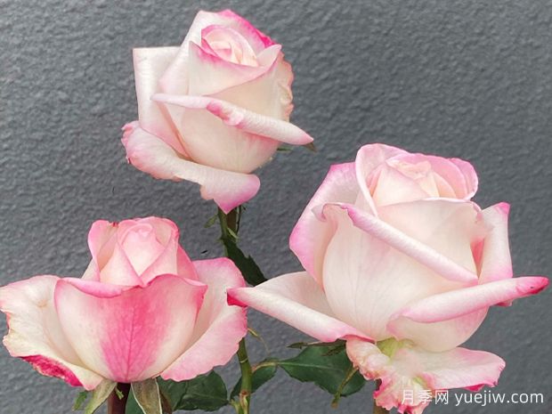 林荫大道月季/林阴大道(图2) 林荫大道月季/林阴大道/武媚娘(图2)