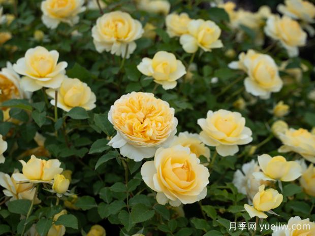 鹅黄月季(图4)