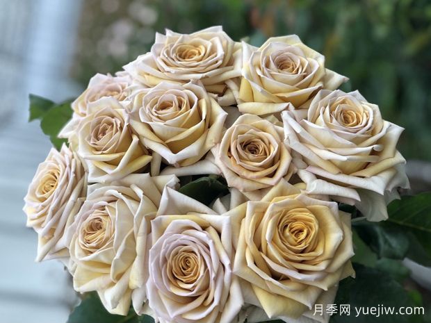 剧透月季/破坏王/捣蛋鬼(图2)