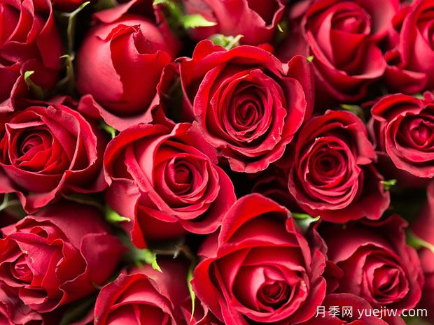 玫瑰花可以食用?八大妙用多种选择(图1) 玫瑰花可以食用?八大妙用多种选择(图1)