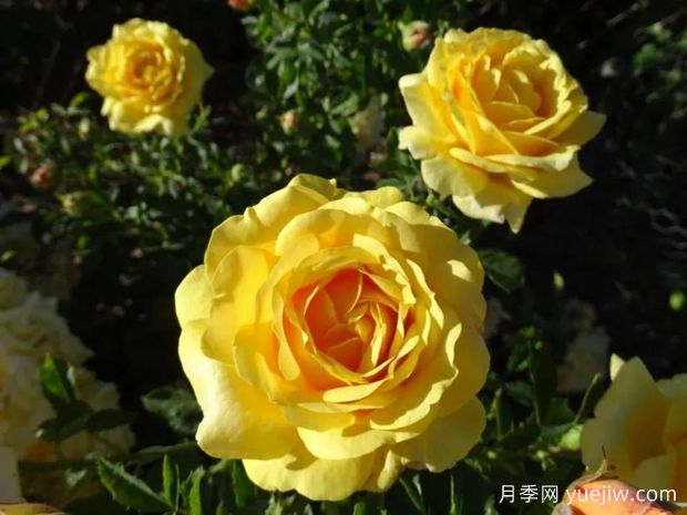 图珀洛蜂蜜月季/图波罗蜜(图1)