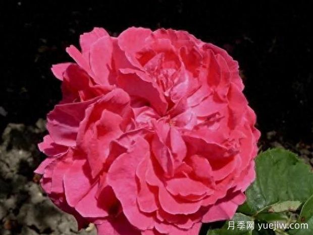 克丽斯蒂娜尼尔森月季(图1)