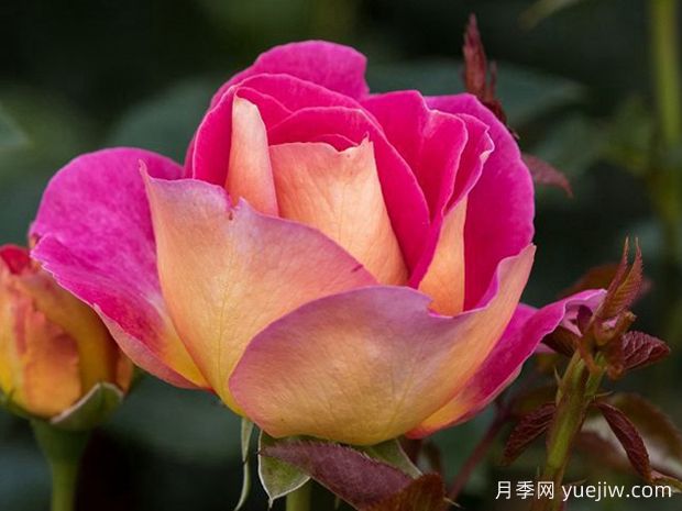 马莱卡月季(图2)