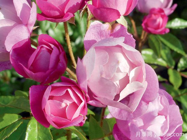 爱上丰特奈勒孔特月季(图1)